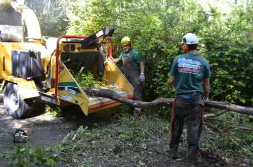 tree services Brookhaven